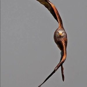 Meet your Posher, Olga